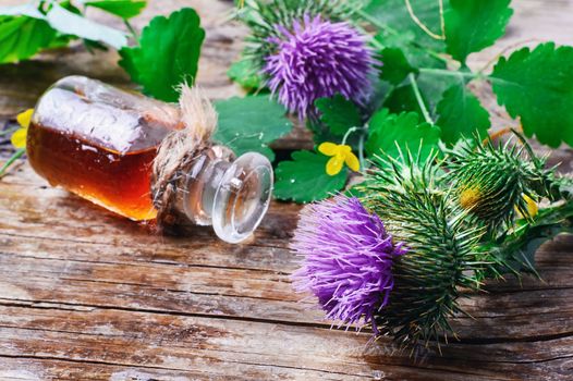 Buds medicinal wild plants burdock and burdocks medicinal tincture from it