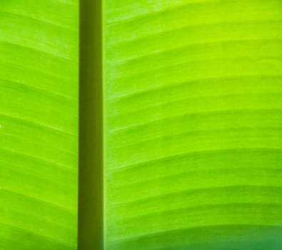 Line texture banana leaf with for background