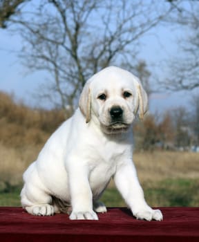 little yellow labrador puppy sitting on red background