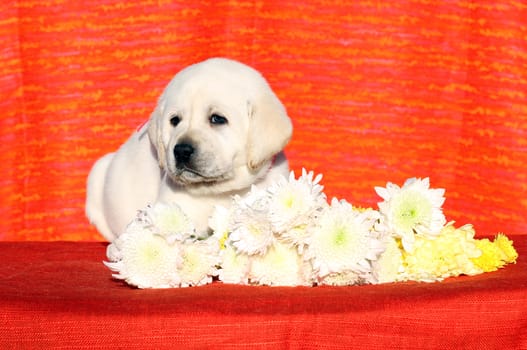 a little yellow labrador puppy sitting on red background with flowers