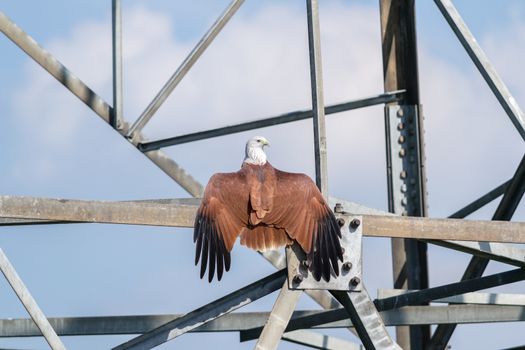 A captive Bald Eagle at an educational wildlife park keeps an eye on visitors.