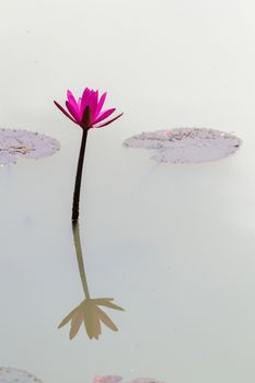 Beautiful rich colors of a waterlily on the water's surface. This beautiful Water Lily was photographed in the shade of a Weeping Willow tree on a calm day with very soft light. The rich colors and saturation of this image is a story in itself. It's an almost surreal image.