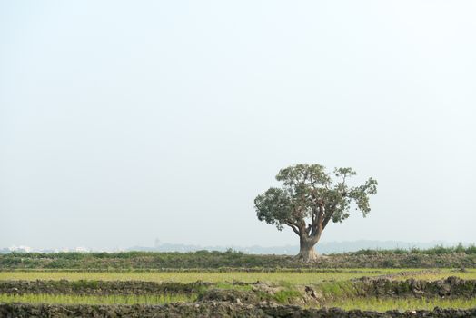 Single isolated tree in a beautiful Landscape in Summer