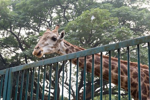 Close up of Giraffe taken on Mirpur Zoo, Bangladesh