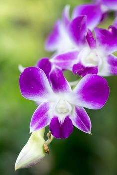 Uncommon colorful flower in Dhaka, Bangladesh