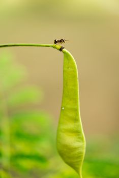 Ant on guard. Taken in Savar, Bangladesh