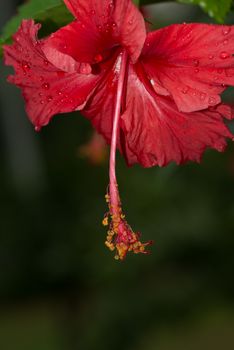 colorful flower