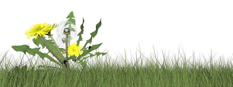 Dandelions in the grass isolated in white background - 3D render