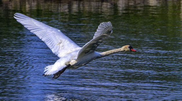 Mute swan, cygnus olor, flying upon the water