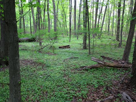 Dark Green Forest landscape with copy space.