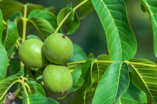 Fresh walnuts on the tree in summer