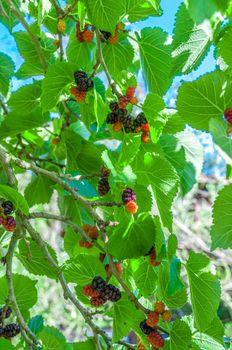 Multicolor mullberries on the tree in summer