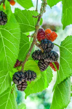 Multicolor mullberries on the tree in summer