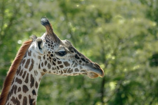 The head of a giraffe