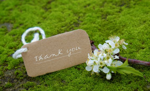 Thank you background on green moss, message for gratitude, beautiful white plum flower on green background with thankyou text for mother day or father day