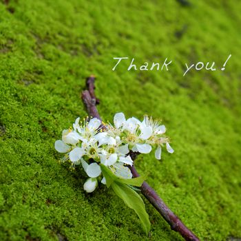 Thank you background on green moss, message for gratitude, beautiful white plum flower on green background with thankyou text for mother day or father day