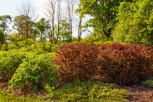 young greens in the bushes, bushes in the park