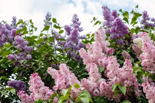 lilac flowers on a background of the cloudy sky in spring