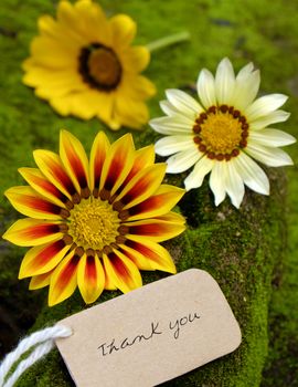 Thank you background on green moss, message for gratitude, beautiful colorful daisy flower on green background with thankyou text for mother day or father day