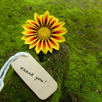 Thank you background on green moss, message for gratitude, beautiful colorful daisy flower on green background with thankyou text for mother day or father day