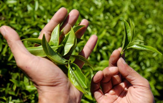 Tea leaf background, man hand pick tea leaves on agriculture plantation at Dalat, Vietnam, tealeaf is healthy drinking, good for health