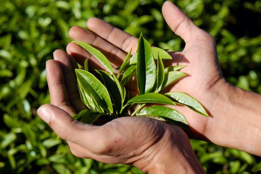 Tea leaf background, man hand pick tea leaves on agriculture plantation at Dalat, Vietnam, tealeaf is healthy drinking, good for health