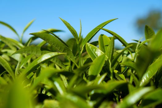Tea leaf background, tea leaves on agriculture plantation at Dalat, Vietnam, tealeaf is healthy drinking, good for health