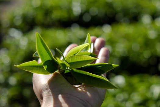 Tea leaf background, woman hand pick tea leaves on agriculture plantation at Dalat, Vietnam, tealeaf is healthy drinking, good for health