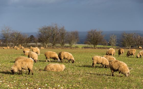 Sheep in a field in winter in the Cotswolds, England, UK