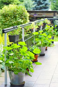 Beautiful decorative house terrace with green flowers and plants in pots. Plants are in hanging pots and also in pots on the ground.