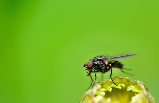 Black fly on plant leaf with natural green background and copy space on left side.