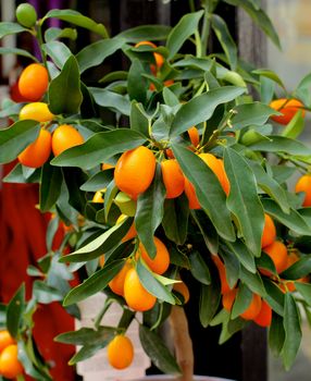 Kumquat Fruit Tree with Ripe Fruits and Green Leafs closeup Outdoors