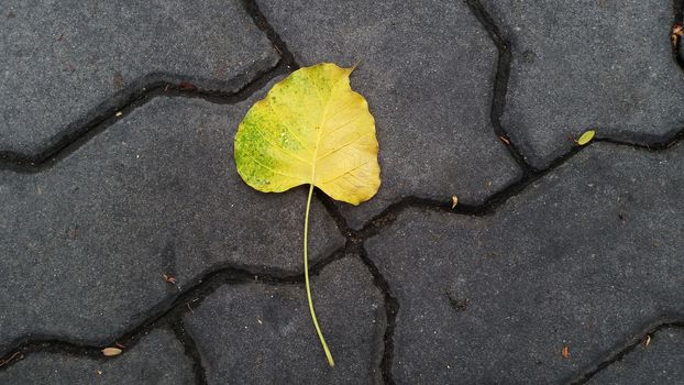 fallen pho leaf on the brick floor