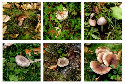 Collection of Various Forest Non-Edible and Conditionally Edible Mushrooms between Green Grass and Dry Leafs Outdoors. Selective Focus