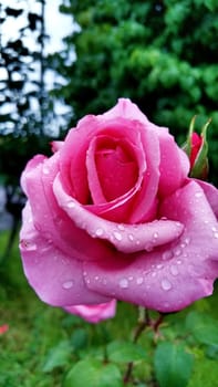 rainwater drops on the pink rose bud, close-up