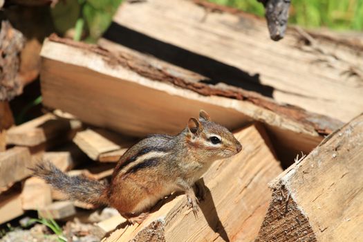 Chipmunk standing on wood pile in morning sun