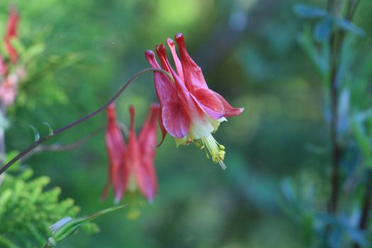 Columbine flower in early morning light spring