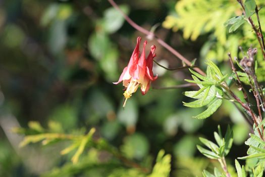 Columbine flower in early morning light spring