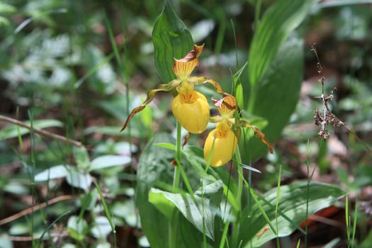 Lady Slipper flower in early morning sunlight