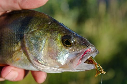 Perch caught on a hook in the hands of the fisherman