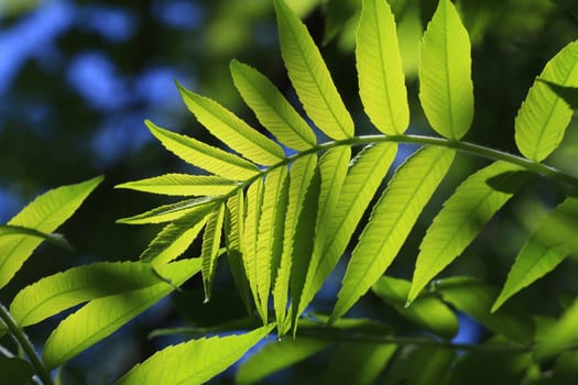 New growth in early spring in morning sun