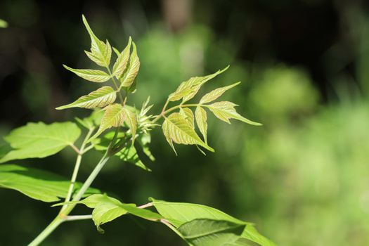 New growth in early spring in morning sun