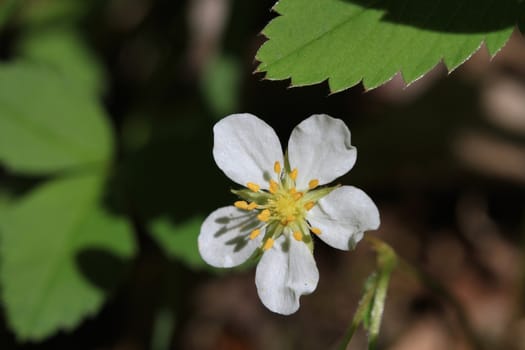 Wild Strawberry flower in early spring in sunlight