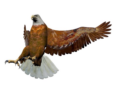 magnificent eagle landing on it isolated in white background