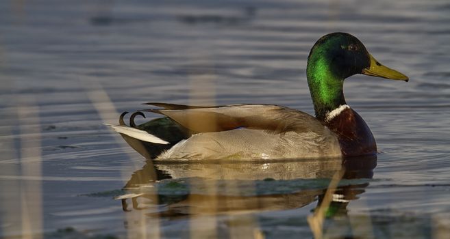 Male Mallard duck in the river