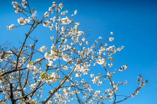 sakura tree, spring