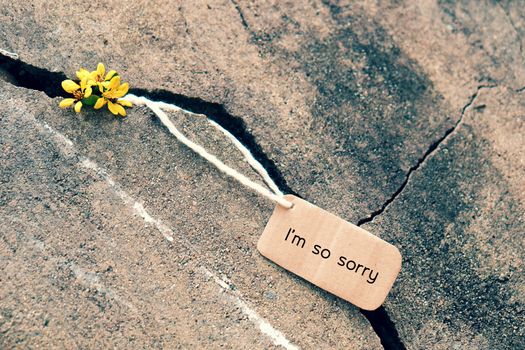 Sorry background with yellow tiny flower on old cement wall, I'm so sorry text is message when make hurt for someone