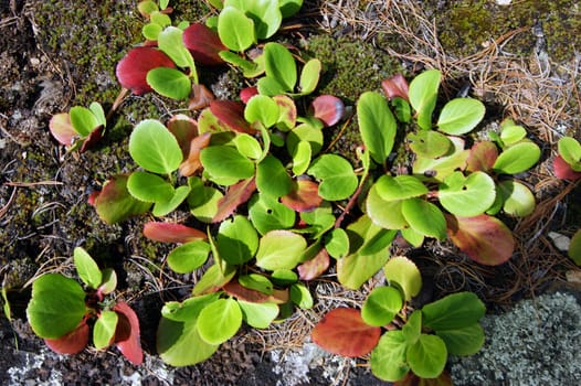 Medicinal plant bergenia crassifolia in wood.Plant bergenia crassifolia