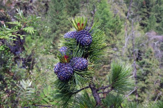 Branch tree with big shot of the cedar