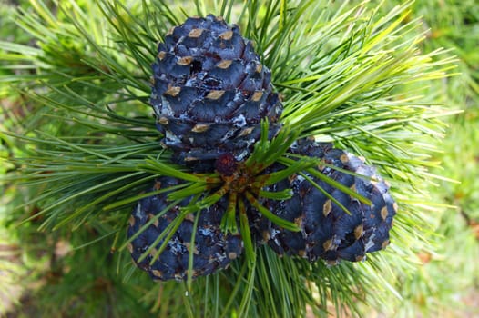 Branch tree with big shot of the cedar